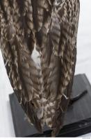 animal skin feather 0019